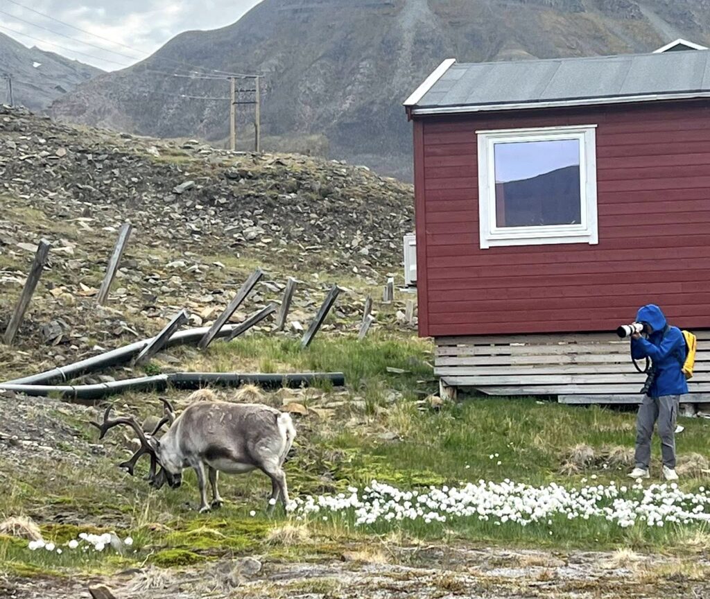 spitsbergen renifery