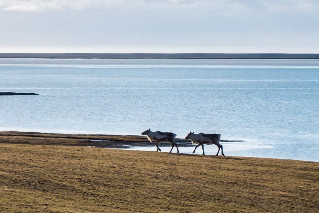 Islandia wycieczka – objazd wyspy