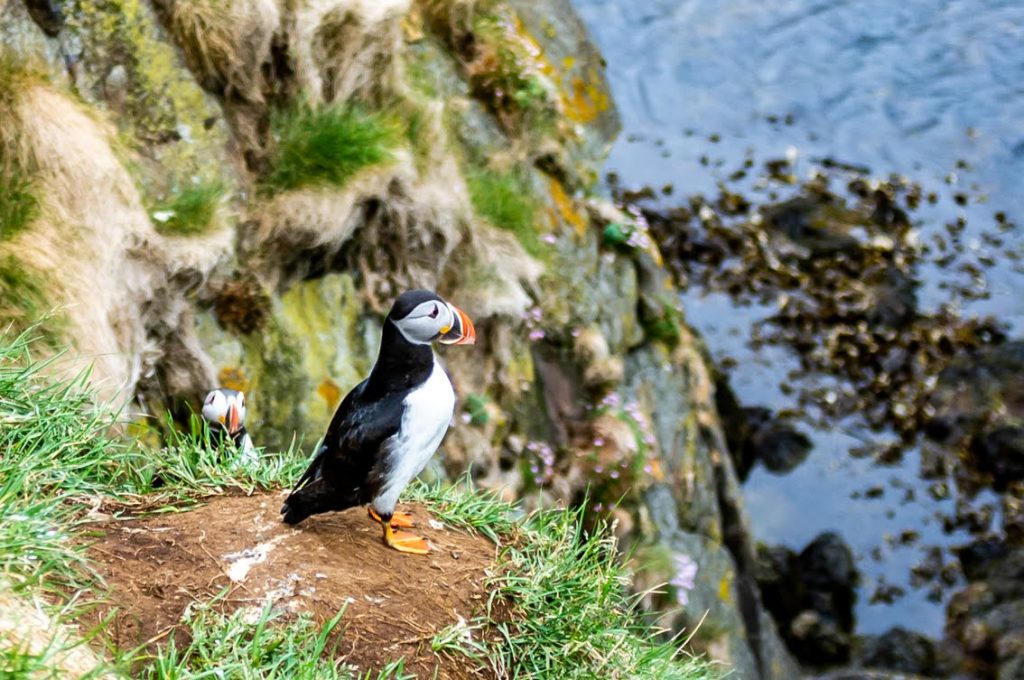 islandia atrakcje maskonury