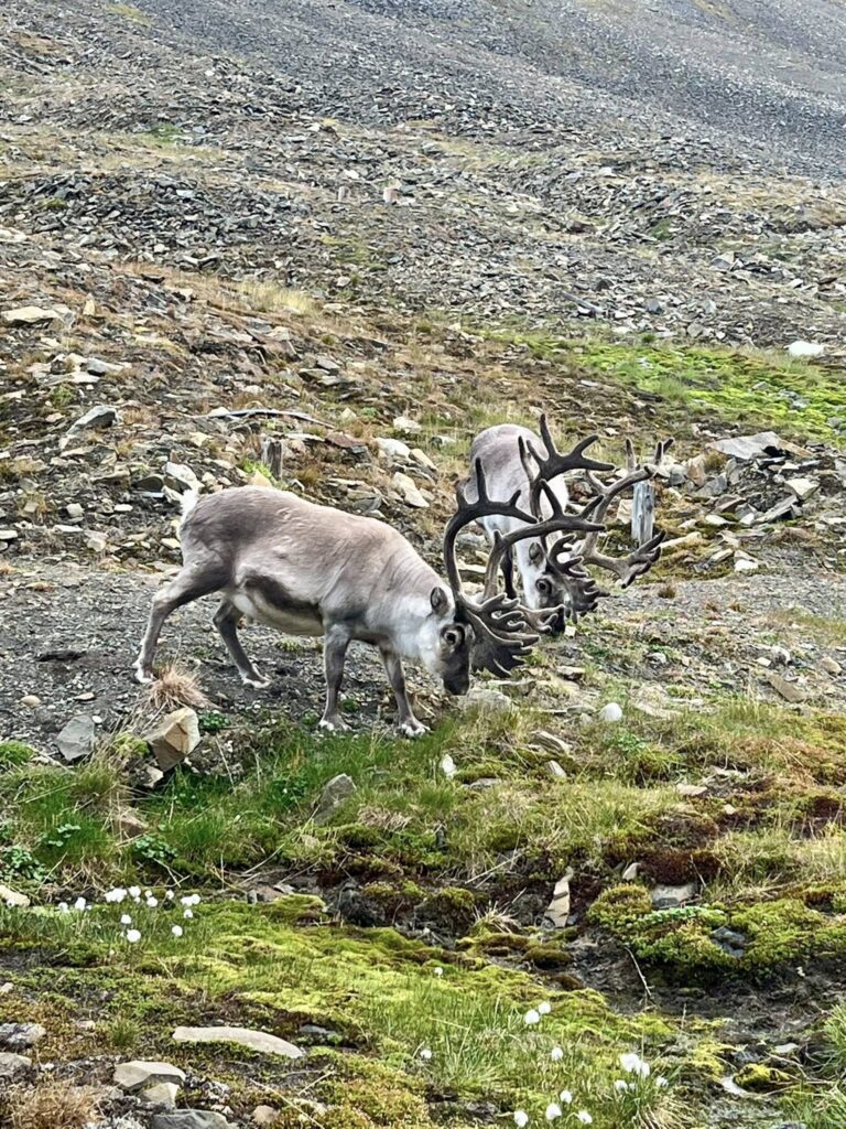 renifery spitsbergen
